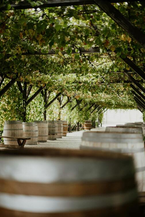 Vineyard pergola path lined with wooden barrels, forming a shaded long walkway beneath lush grape vines