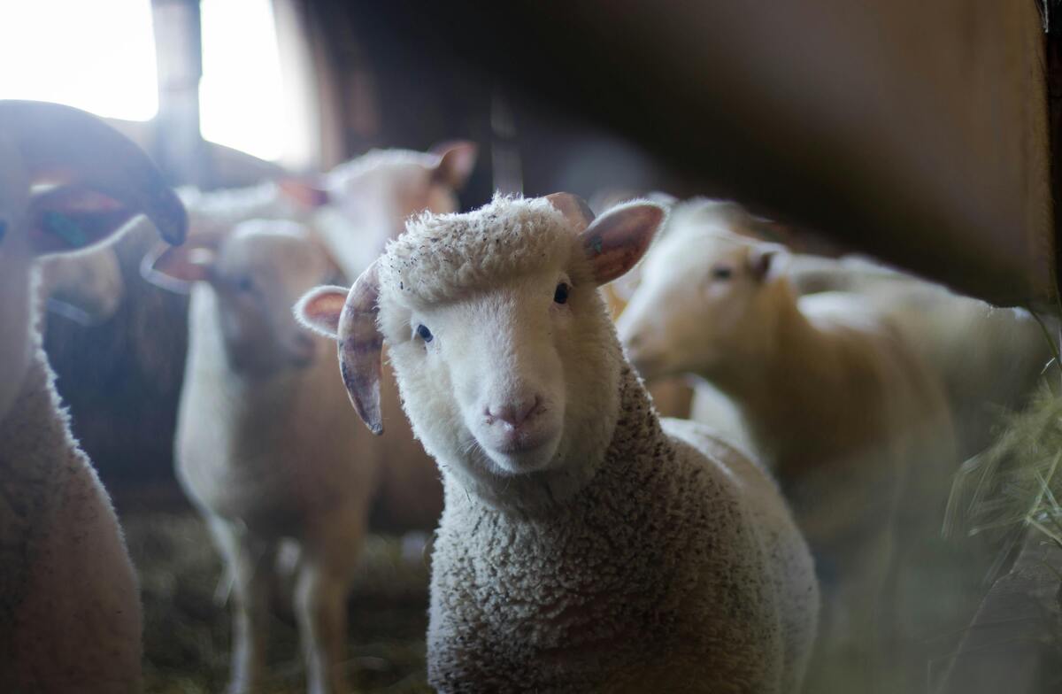 Goat and sheep farm visit – an authentic, hands-on agricultural escape beyond Nashville’s usual tourist spots