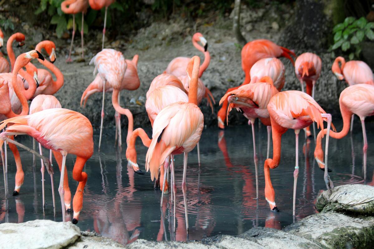 Vibrant flamingos at Nashville Zoo's , a popular attraction featuring diverse wildlife species in a natural setting