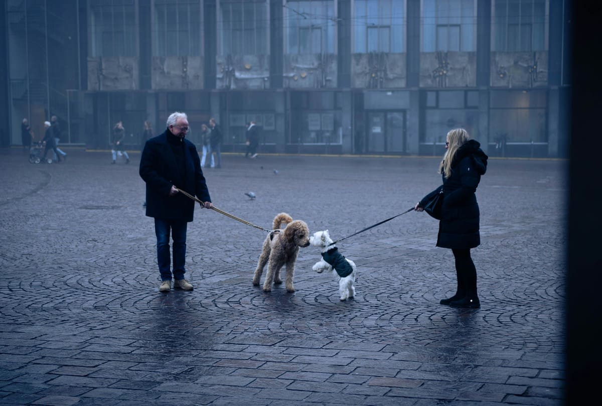 Two dog owners exploring Nashville downtown together as their pets play in rain showing pet culture in Music City